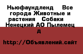 Ньюфаундленд  - Все города Животные и растения » Собаки   . Ненецкий АО,Пылемец д.